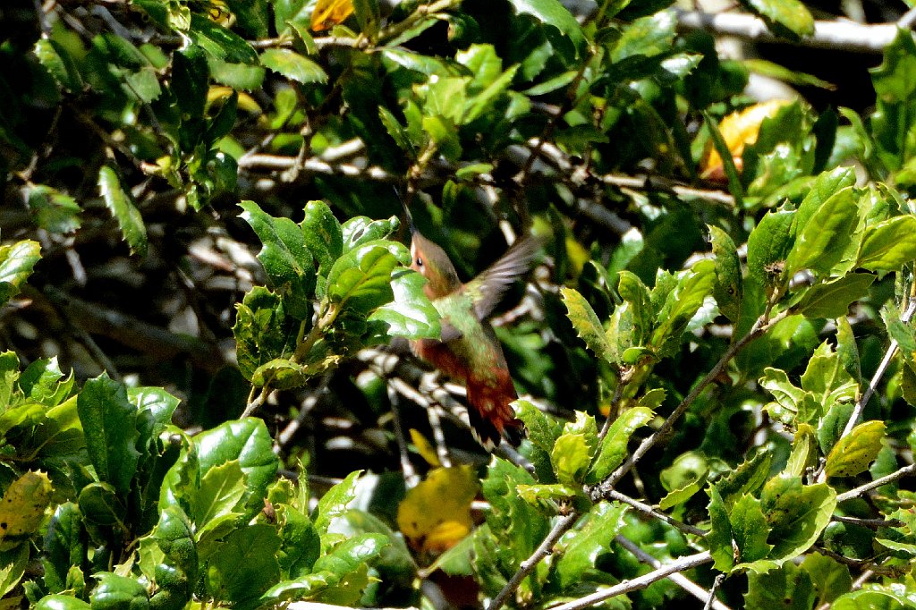 Hummingbird, Allen's, 2015-06131850 Point Reyes National Seashore, CA.JPG - Allen's Hummingbird (f). Olema Valley Trail, Five Brooks Ranch, CA, 6-13-2015